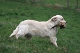 GOLDEN RETRIEVER 1040